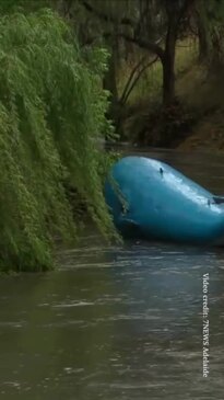 Whale breaks free in floods