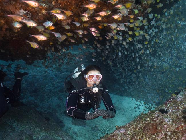 A diver at Solitary Island Marine Park on the Coffs Coast. Picture: Supplied