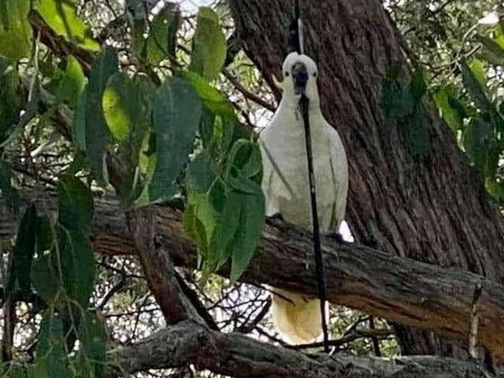 Authorities are searching for a cockatoo photographed with an arrow through its head. Picture: Facebook