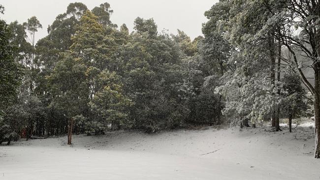 Snow falling thick and fast in Fern Tree, in Hobart, Tasmania on August 4, 2020. Picture: Iain Kelly