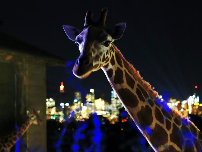 Vivid Sydney 2016 at Taronga Zoo. Picture: Adam Taylor