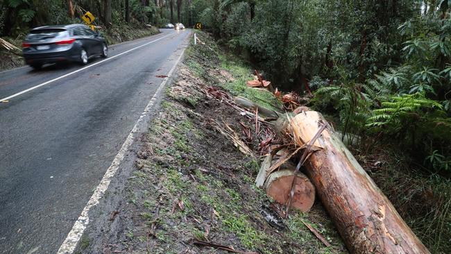 The scene where a fallen tree crushed a car on the Black Spur during wild weather on Friday. Picture: David Crosling