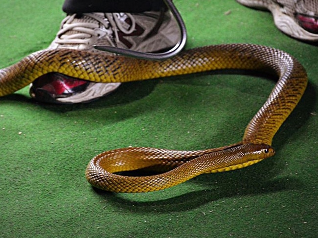 An inland taipan.