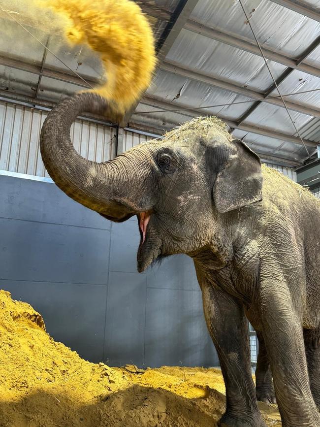 Burma the Elephant settles in to her new home at Monarto Safari Park. Picture: ZoosSA