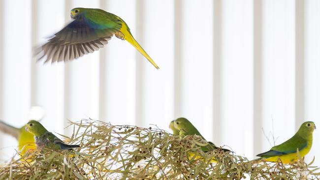 Orange-bellied parrots in their breeding enclosure. Picture: RICHARD JUPE