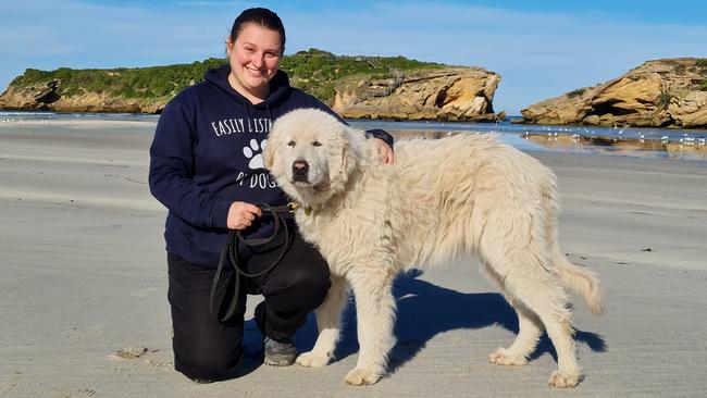 Middle Island Penguin Project co-ordinator Trish Corbett with Tula, sister of Eudy who died this week. The two maremmas were the original guard dogs on the Warrnambool island.