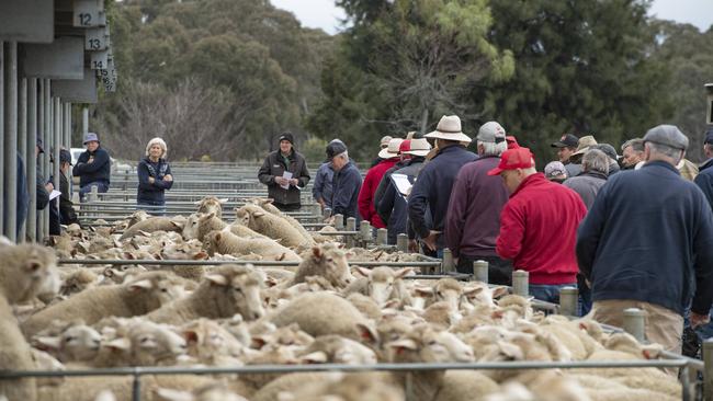 Sheep prices were 12c/kg cheaper on Monday.