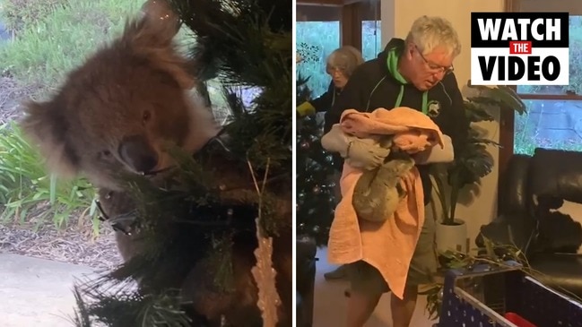 Adelaide family finds koala in their Christmas tree