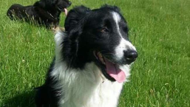 Border collie Jessie was stolen from the Lilydale Show.