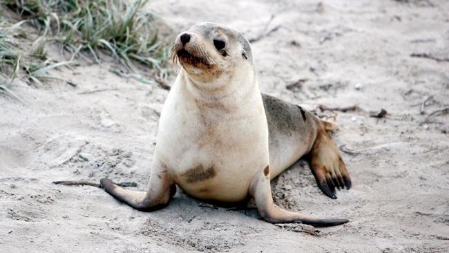 A sea lion pup on Kangaroo Island.