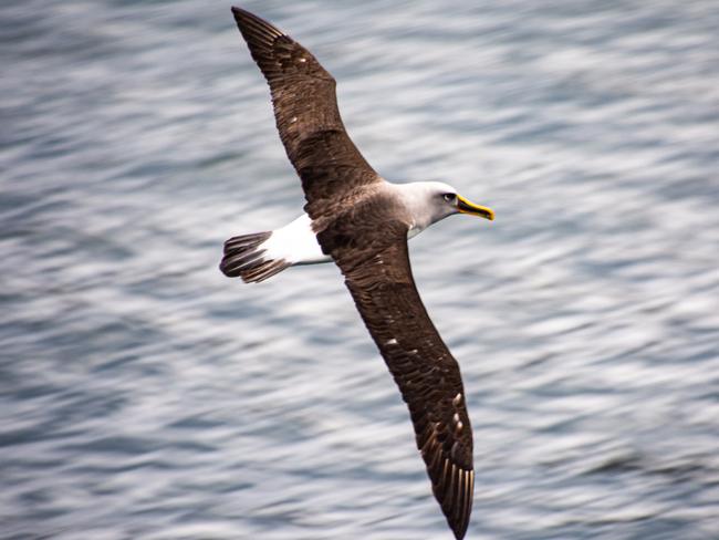 Buller's albatross. Picture: Peter Marmion