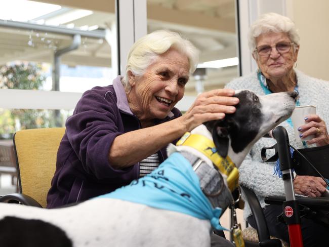 ‘Just magic’: Hounds helping humans at Horsley home