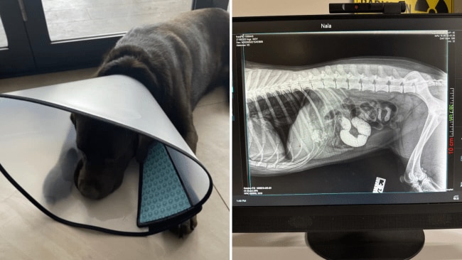 Expert’s warning to pet owners: the new deadly ‘trend’ in dogs
