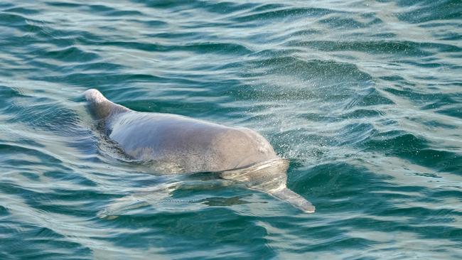 Dolphins. Picture: Meg Forbes