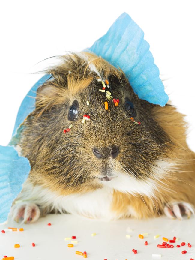 Guinea pigs need company constantly.