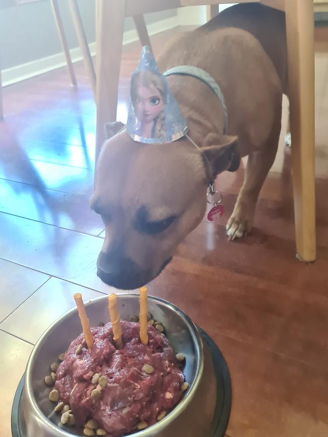 Rogue the english staffie, sent in by Lee Sutherland, Dernancourt.
