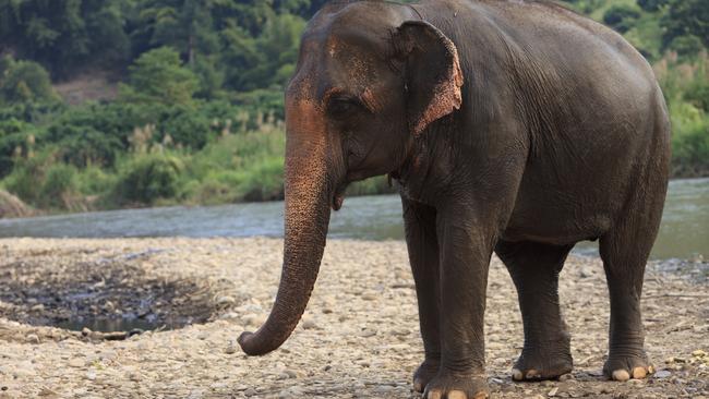 Elephant kills man at beachside dinner in Thailand | news.com.au ...