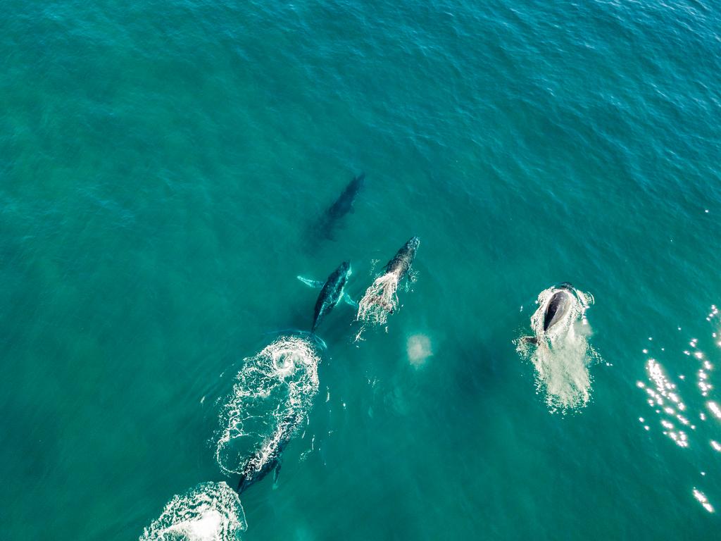 <h2>GO WHALE WATCHING IN ALBANY</h2> Those interested in colonial history will enjoy taking a south coast adventure to <a href="http://www.albany.wa.gov.au/" target="_blank">Albany</a> — a charming city that marks the spot where European settlers first set foot in Western Australia. Fifty colonial buildings still stand in Albany, and now house museums, galleries and restaurants. Take the 30-minute long self-guided Amity Trail and explore almost two centuries of settler history. Albany is just a 1.5-hour flight from Perth and is home to the Historic Whaling Station, making it a wonderful place to spot whales from shore.