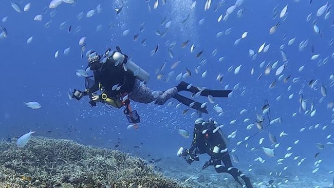 Dr Chris Dudgeon and Fish taxonomist and Vice President of Conservation International’s Asia-Pacific Marine Programs Dr Mark Erdmann from the University of the Sunshine Coast diving. Photo: UniSC