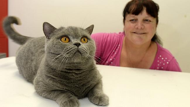 British shorthair best sale kittens central coast