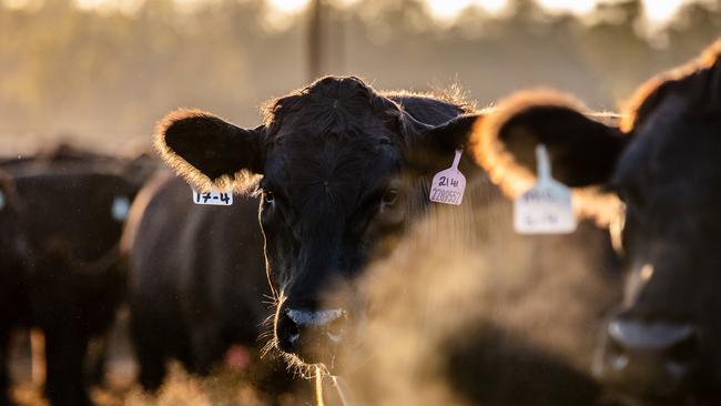 The feedlot sector claims its ability to produce consistent, high quality red meat is why more beef is now turned off grain than grass.