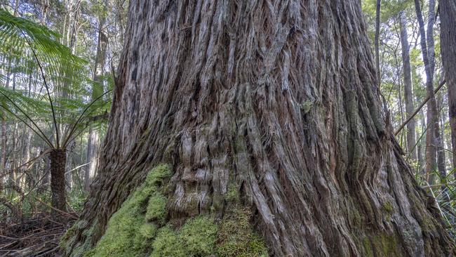 A logging coupe in Tasmania's takayna / Tarkine region the Bob Brown Foundation says was logged in June. Credit: BBF