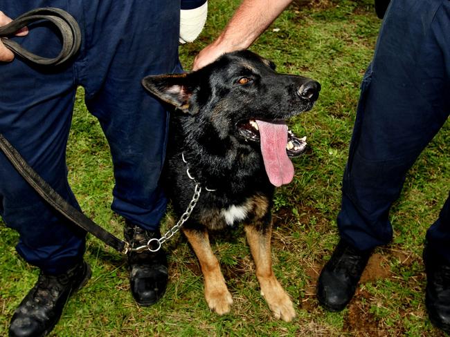 Chuck the police dog who found Naden and bit him during his arrest.