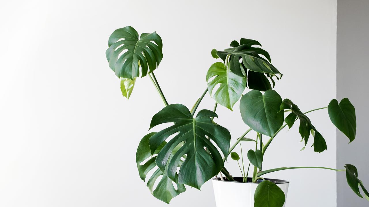 The hardy and reliable monstera emerged as Aussies’ favourite potted plant of the IKEA range.