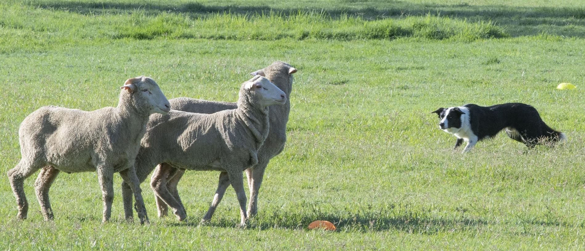 MGH Chisel owned by Damian Veneris sees to the sheep in the Open and Improved sheep dog trial at the 2022 Toowoomba Royal Show. Friday, March 25, 2022. Picture: Nev Madsen.