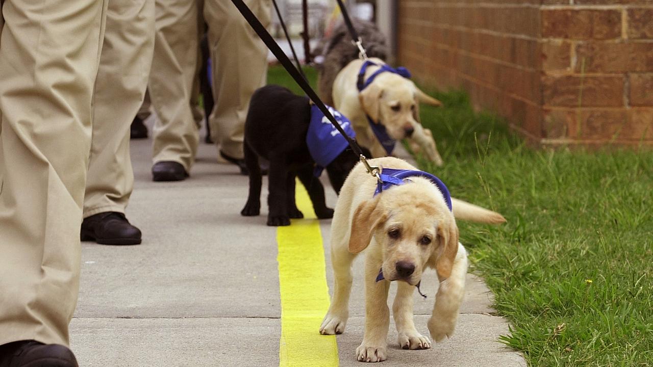 A Penrith man has been charged with kicking a trainee dog. Picture: Erik S. Lesser/Getty Images