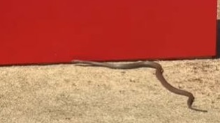 A Brown Snake seen at Grange Golf Course during LIV golf. Picture: Golf Gods / Instagram