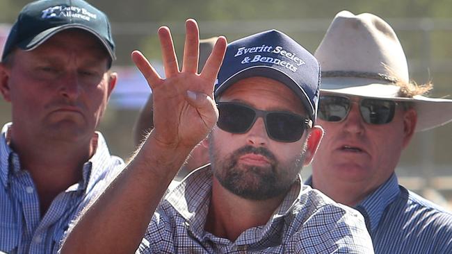 Benambra mountain calf sale. Picture: Yuri Kouzmin