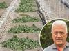 Tomato virus bins millions of produce as family farms bleed out