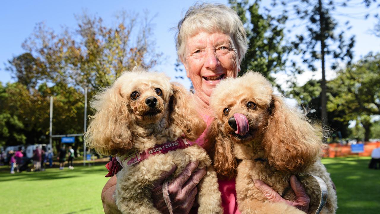 Noreen O'Reilly with Honey (left) and Lucky at the Million Paws Walk in Queens Park, Sunday, May 25, 2025. Picture: Kevin Farmer