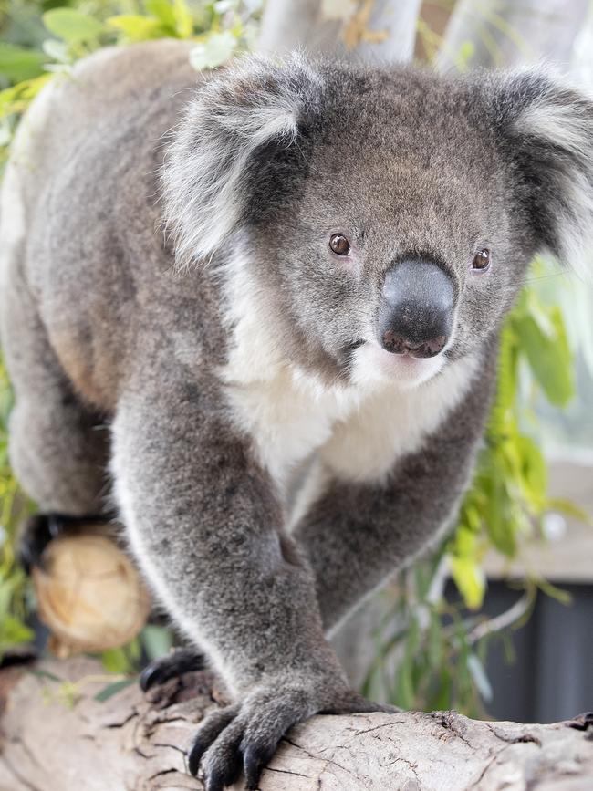 Koala Monty at ZooDoo. Picture: Chris Kidd