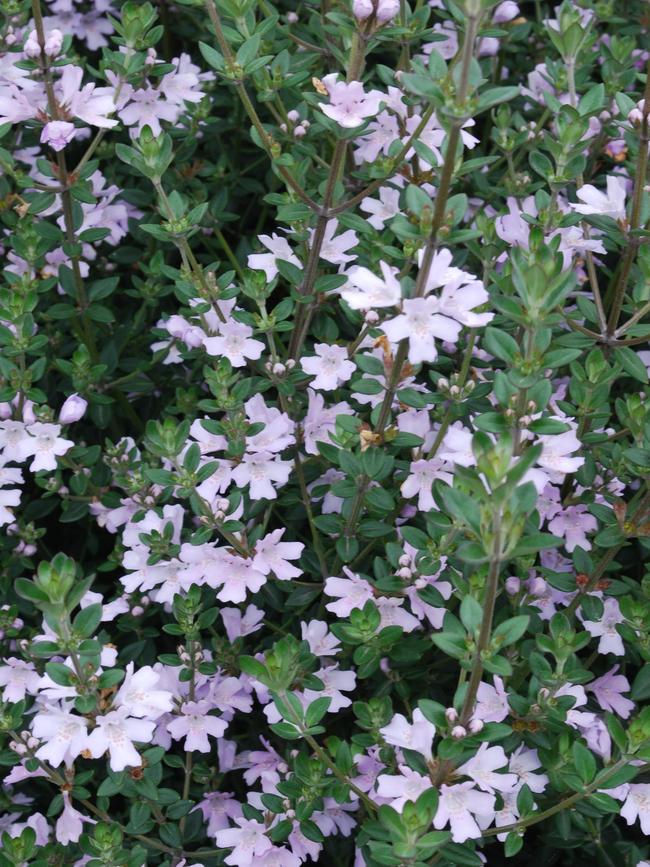 Westringia ‘Edna Walling Rosemary’