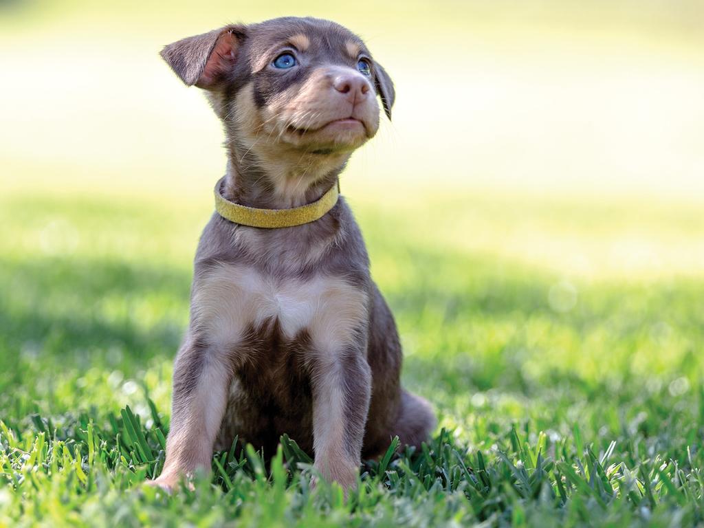 Australian Working Dog Rescue calendar Daily Telegraph