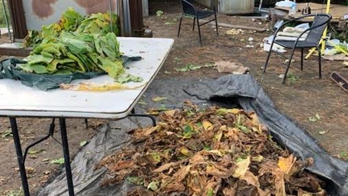 Some of the tobacco seized from Peats Ridge. Picture: NSW Police