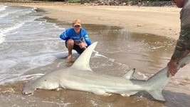 The hammerhead shark that was caught in Fannie Bay on the weekend. Picture: Supplied.