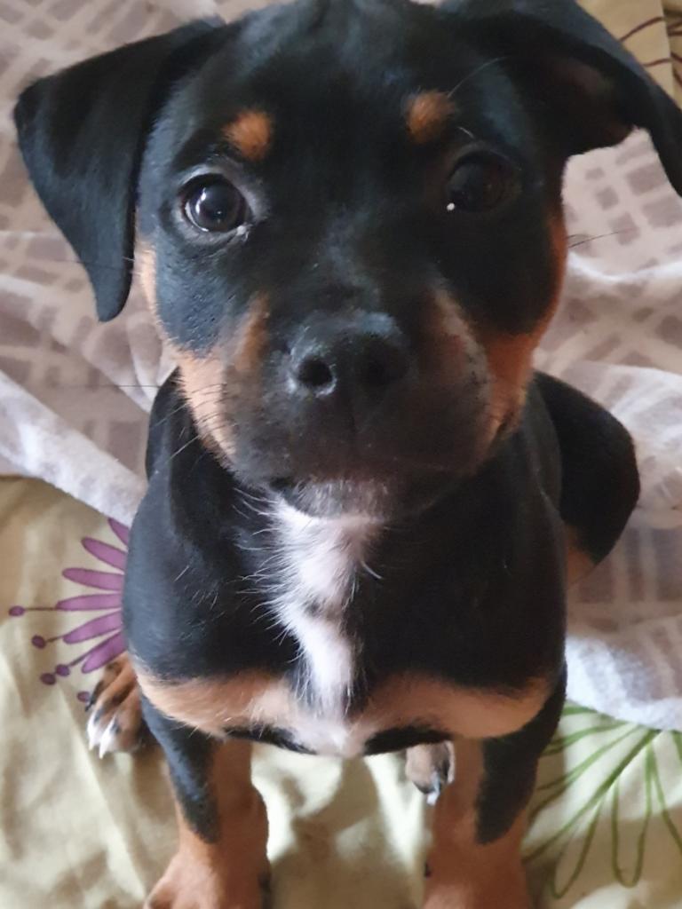 Chapo the rottweiler-staffy puppy, submitted by Nicholas Solomon from Harrington