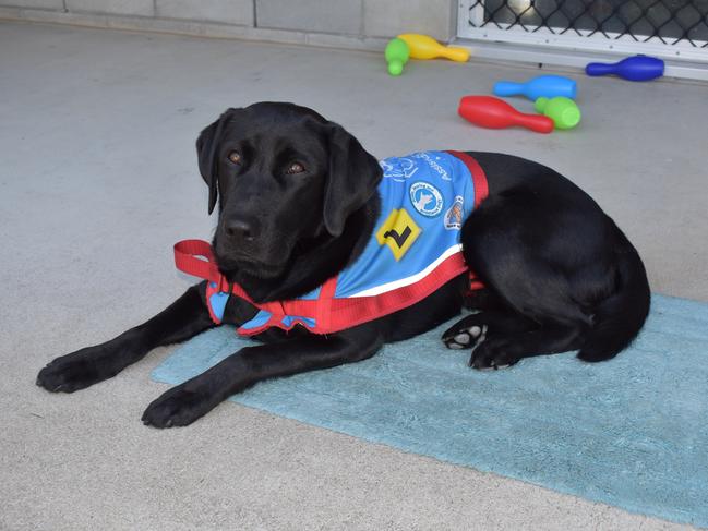 Therapy Dog Kiki who has been trained by one of the prisoners