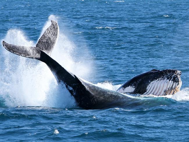 Spirit of the Gold Coast captured images of these humpback whales off the Gold Coast today 16.7.18. ##MUST CREDIT##