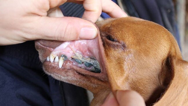 A photo taken from a dog rescued at a puppy farm in Goulburn in 2018. Picture: RSPCA.