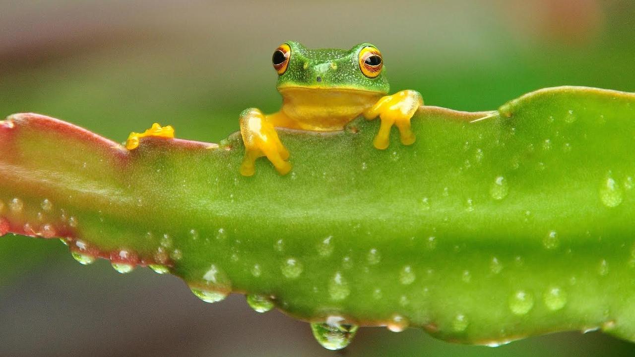 Frog the rain. This overnight rain comes as North Queenslanders hang out for the start of the wet season. Pic: Glenda Gordon