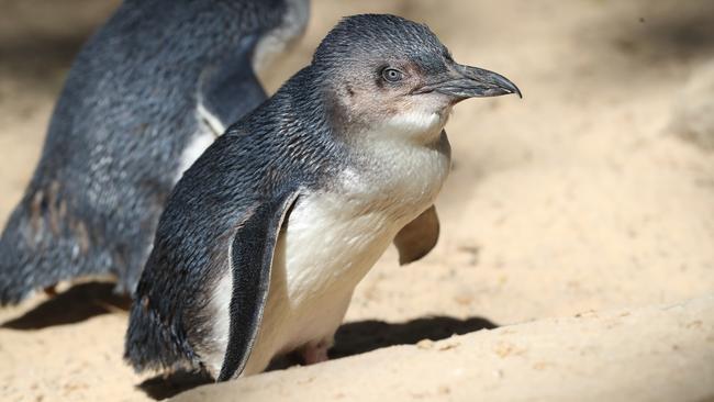 Dogs have the capacity to do a lot of damage to little penguin colonies in a short period of time. Picture: AAP