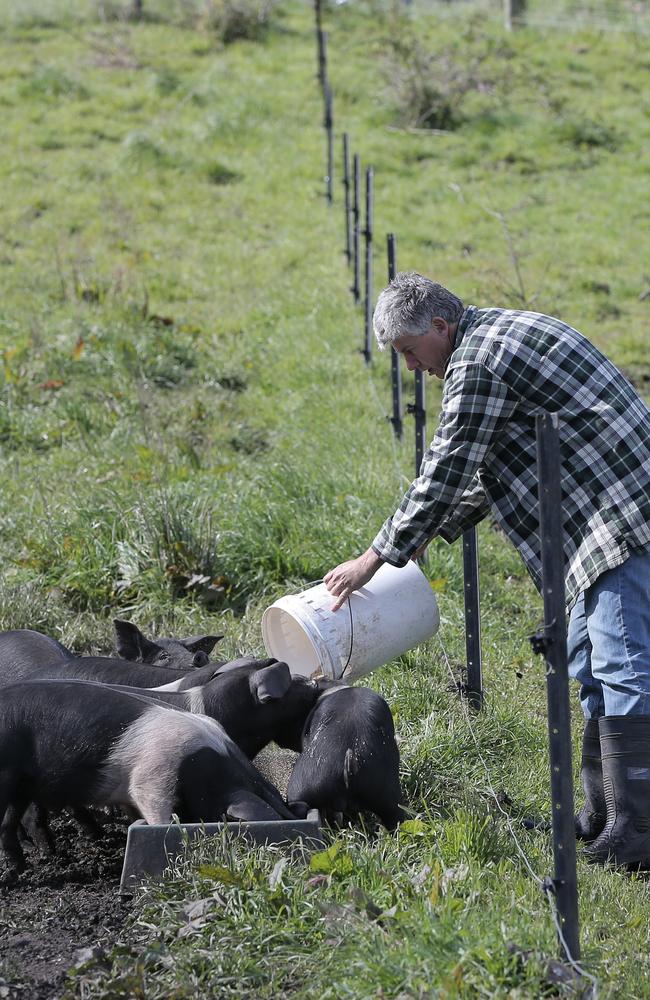 Gourmet Farmer Matthew Evans at his Fat Pig Farm at Glaziers Bay. Picture: LUKE BOWDEN