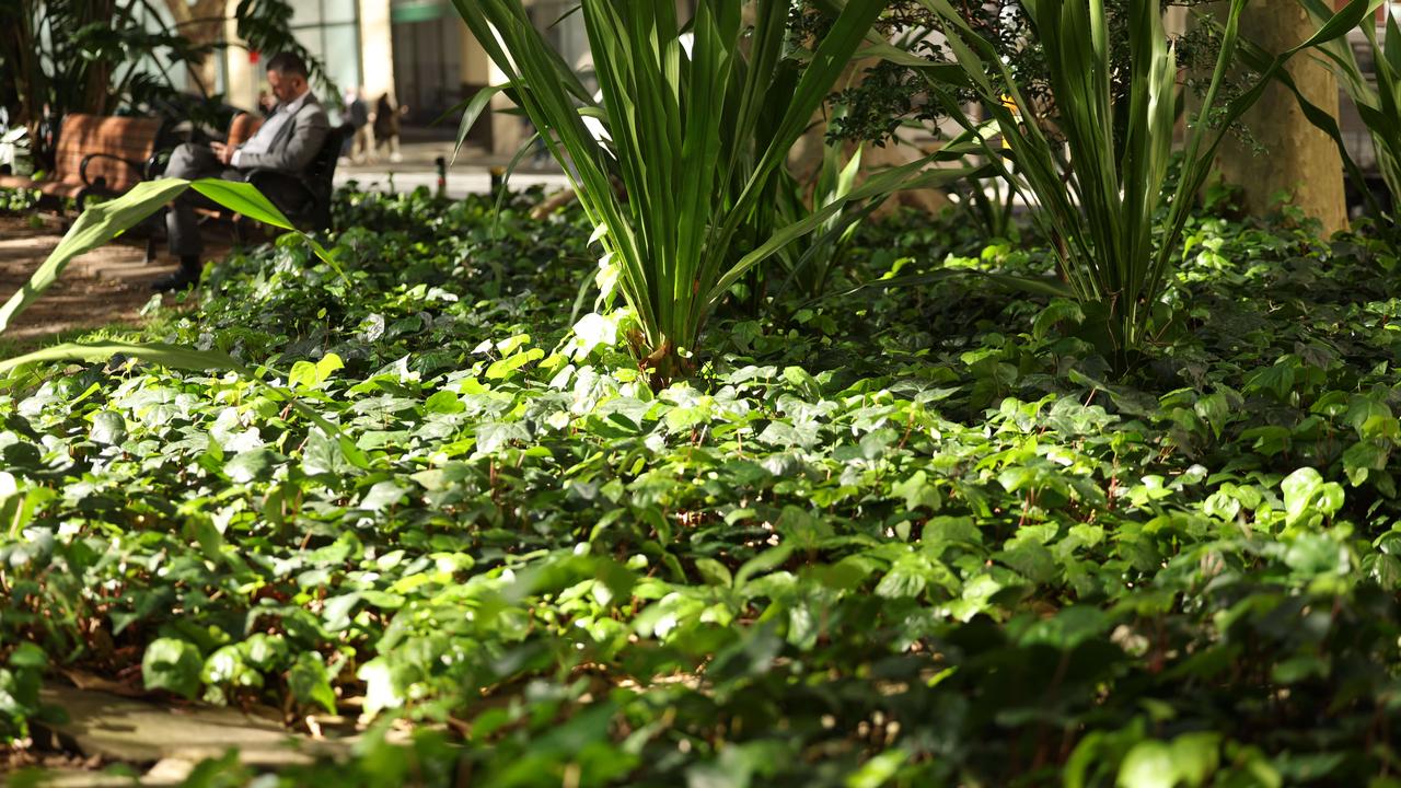 Mayoral candidate Sam Danieli is proposing to remove ivy plants in Lang Park on Lang Street in Sydney CBD to help reduce the rat population. Picture Rohan Kelly