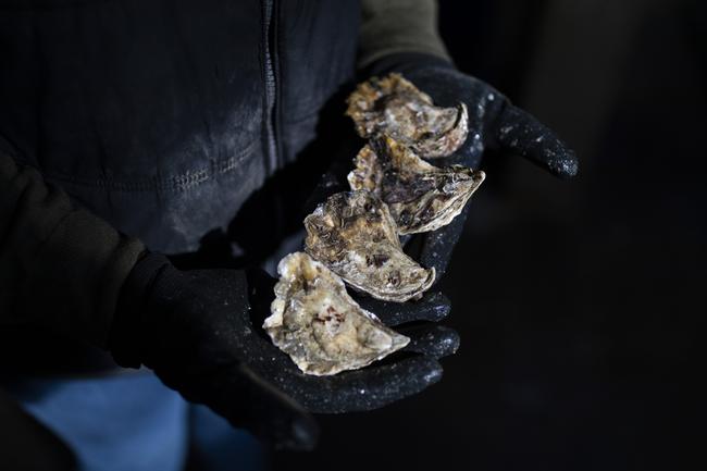 Oyster farmer Pip Boyton shows off some of her oysters at her oyster farm in Millingandi, NSW. Picture by Sean Davey.