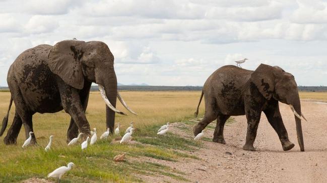 Trophy hunting is driving Kenya's super tusker elephants towards extinction at the Tanzania border