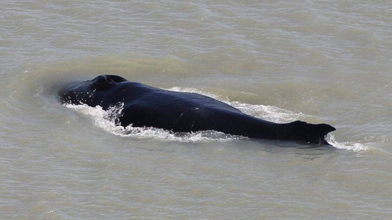 The whale was spotted in the murky waters of the river today. Picture: Parks Australia